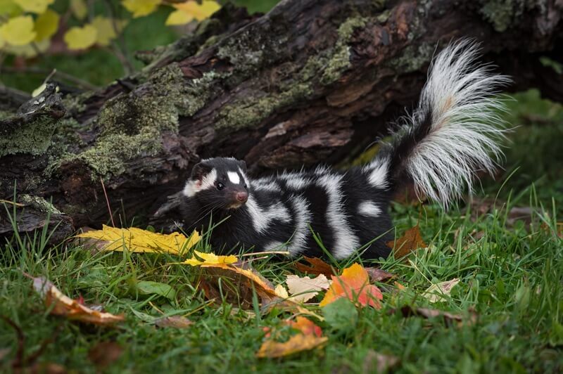 A spotted skunk after climbing a fence