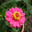 A zinnia flower that is deer resistant