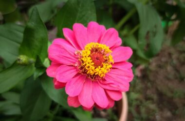 A zinnia flower that is deer resistant