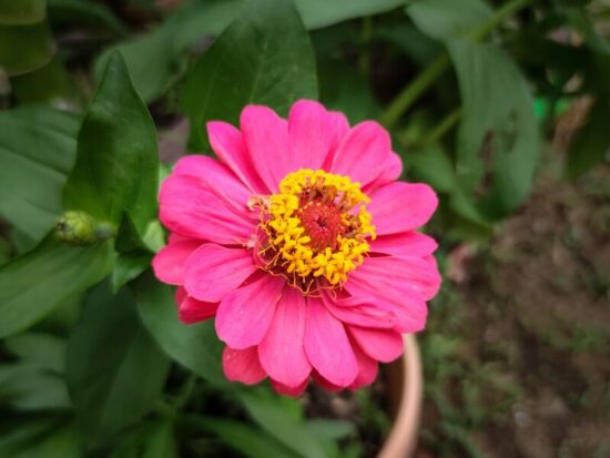 A zinnia flower that is deer resistant