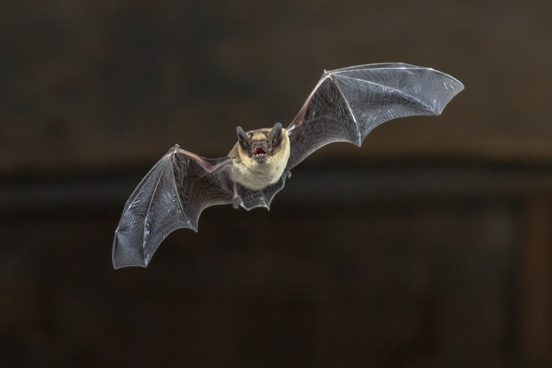 An adult bat flying over someone's property