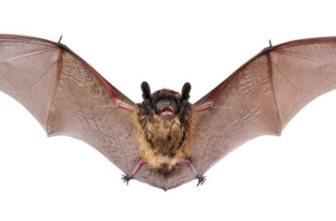 A bat that some homeowners want to keep away