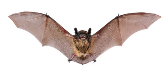 A bat that some homeowners want to keep away