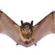 A bat that some homeowners want to keep away