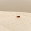 A single bed bug that was brought into the house by someone else