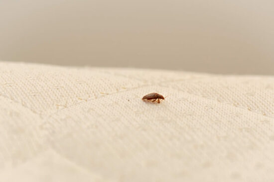 A single bed bug that was brought into the house by someone else