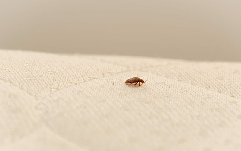 A single bed bug that was brought into the house by someone else