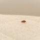 A single bed bug that was brought into the house by someone else