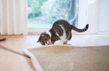 Cat in a home looking for critters to eat