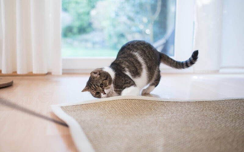 Cat in a home looking for critters to eat
