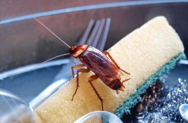 One cockroach that has come from a neighbor