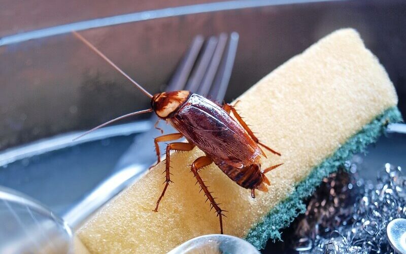 One cockroach that has come from a neighbor