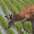 Deer looking for potatoes to eat