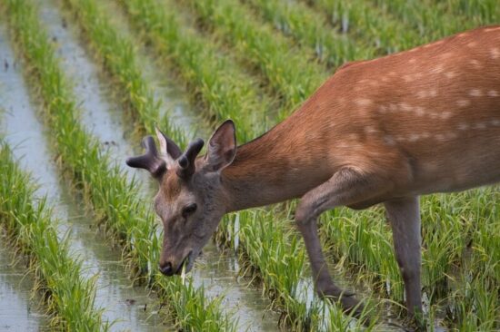 Deer looking for potatoes to eat