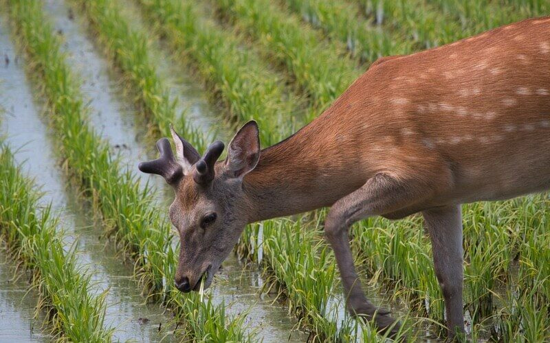 Deer looking for potatoes to eat