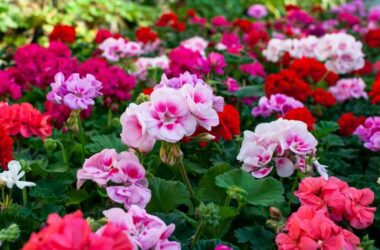 Geraniums that deer might eat