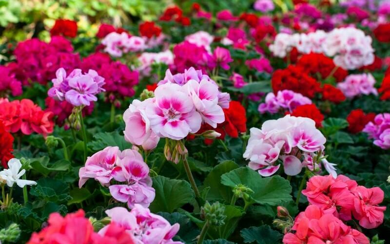 Geraniums that deer might eat