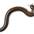 A millipede in a house that people want to get rid of