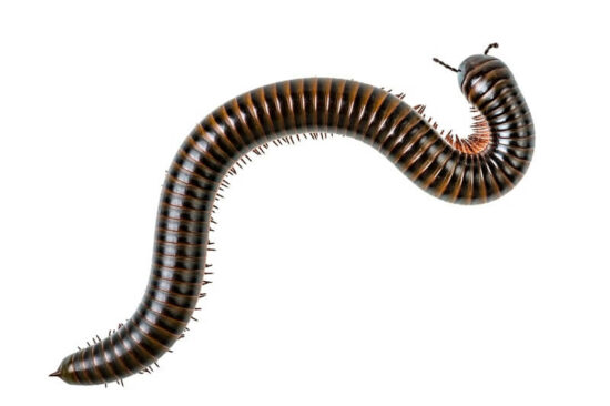 A millipede in a house that people want to get rid of