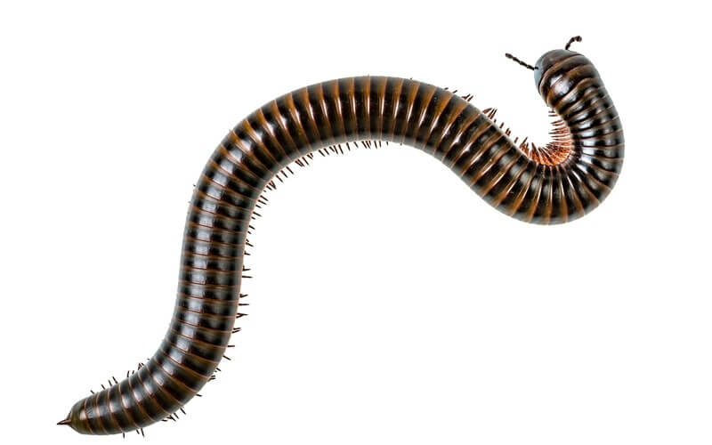A millipede in a house that people want to get rid of