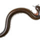 A millipede in a house that people want to get rid of