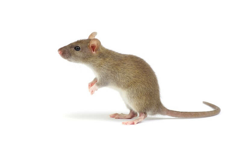 A mouse reacting to ammonia