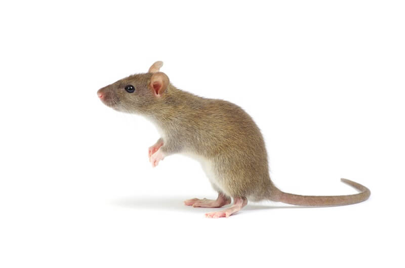Ammonia For Mice Will It Repel Or Kill Them Effectively?