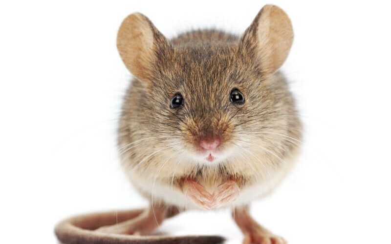 A mouse shortly before screaming