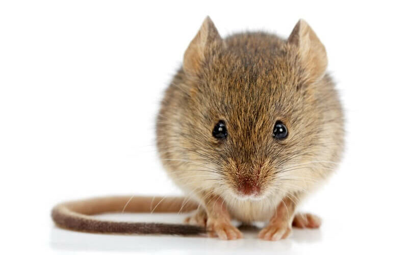 A mouse that wants to get into a couch