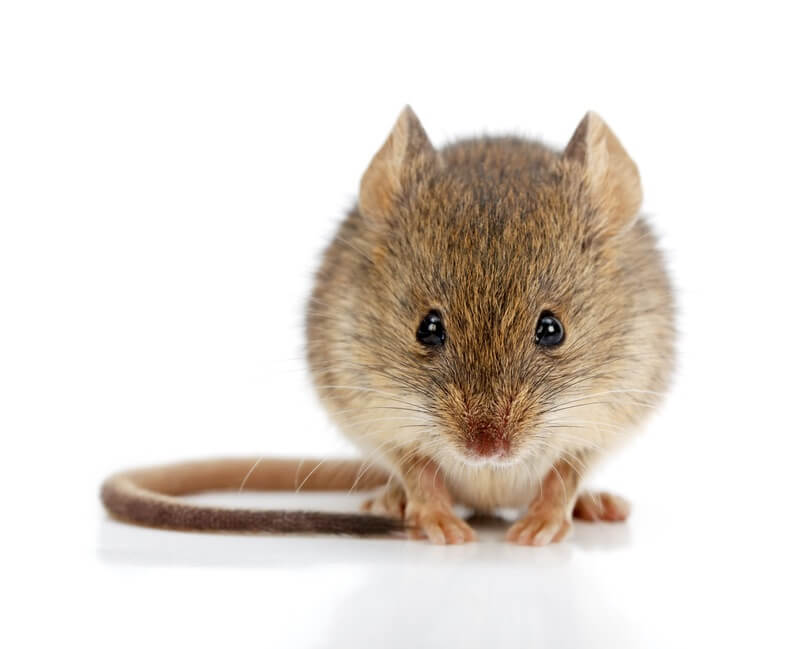 How To Get Mice Out Of Your Couch & Why They Nest There
