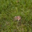 A small mouse eating grass