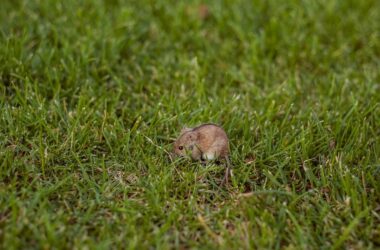 A small mouse eating grass