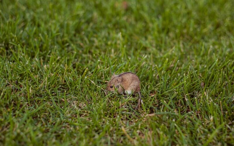 A small mouse eating grass
