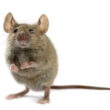 A mouse thinking about eating a cockroach