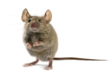 A mouse thinking about eating a cockroach