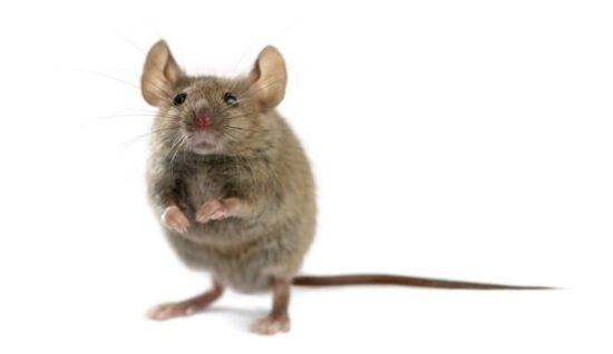 A mouse thinking about eating a cockroach