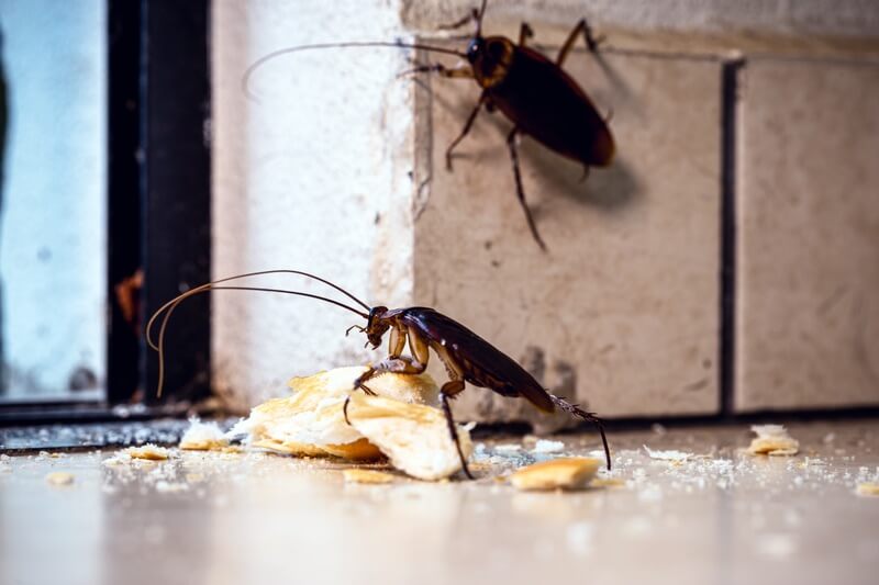 Roaches eating food on the floor