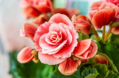 Begonias that haven't been eaten by deer