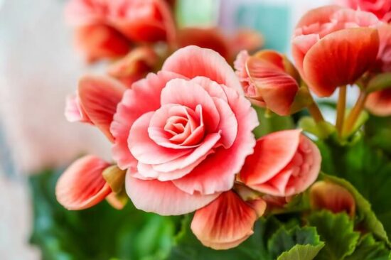 Begonias that haven't been eaten by deer