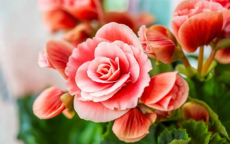Begonias that haven't been eaten by deer