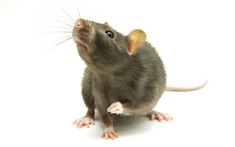 An example of how it's hard to know if rats are gone or not