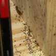 Bed bugs vs. cockroaches