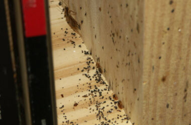 Bed bugs vs. cockroaches
