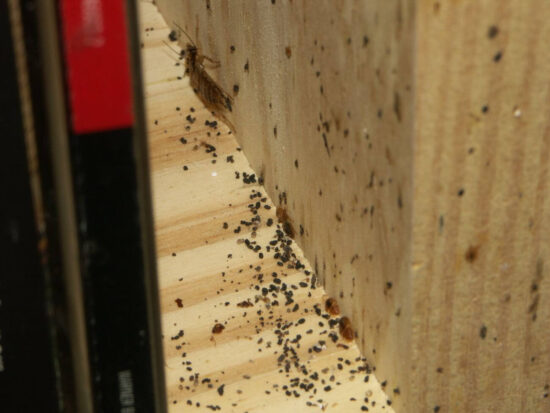 Bed bugs vs. cockroaches