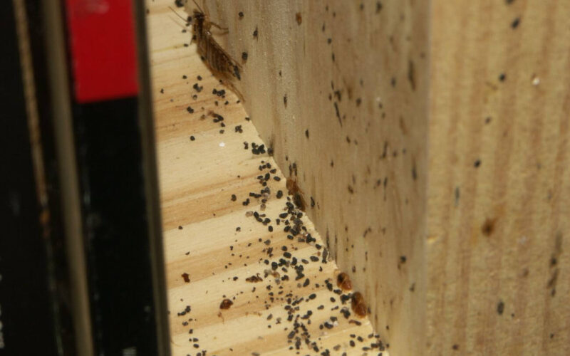 Bed bugs vs. cockroaches