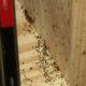 Bed bugs vs. cockroaches