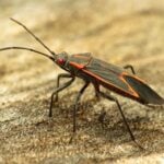 How to get rid of boxelder bugs