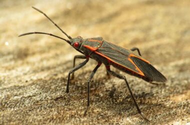How to get rid of boxelder bugs
