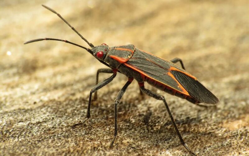 How to get rid of boxelder bugs