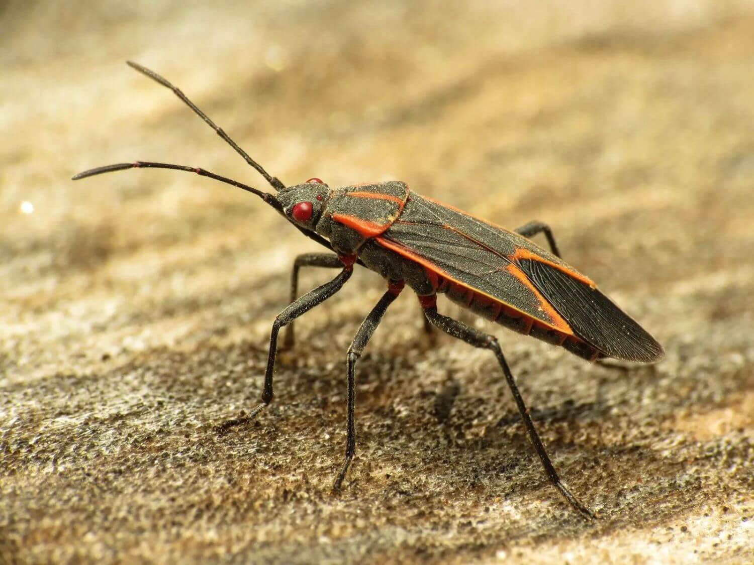 How to get rid of boxelder bugs